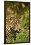 Mexico, Panthera Onca, Jaguar Licking Lips, Portrait-David Slater-Framed Photographic Print