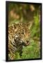 Mexico, Panthera Onca, Jaguar Licking Lips, Portrait-David Slater-Framed Photographic Print