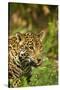 Mexico, Panthera Onca, Jaguar Licking Lips, Portrait-David Slater-Stretched Canvas