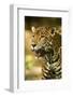 Mexico, Panthera Onca, Jaguar Portrait-David Slater-Framed Photographic Print