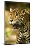 Mexico, Panthera Onca, Jaguar Portrait-David Slater-Mounted Photographic Print