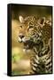 Mexico, Panthera Onca, Jaguar Portrait-David Slater-Framed Stretched Canvas