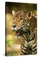 Mexico, Panthera Onca, Jaguar Portrait-David Slater-Stretched Canvas
