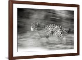 Mexico, Panthera Onca, Jaguar Running Through Forest-David Slater-Framed Photographic Print