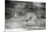 Mexico, Panthera Onca, Jaguar Running Through Forest-David Slater-Mounted Photographic Print