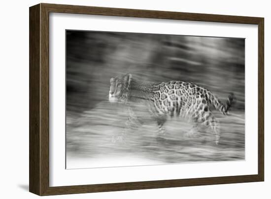 Mexico, Panthera Onca, Jaguar Running Through Forest-David Slater-Framed Photographic Print