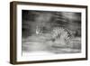 Mexico, Panthera Onca, Jaguar Running Through Forest-David Slater-Framed Photographic Print