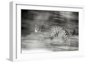 Mexico, Panthera Onca, Jaguar Running Through Forest-David Slater-Framed Photographic Print