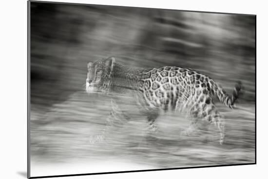 Mexico, Panthera Onca, Jaguar Running Through Forest-David Slater-Mounted Photographic Print