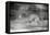 Mexico, Panthera Onca, Jaguar Running Through Forest-David Slater-Framed Stretched Canvas