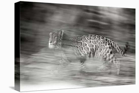 Mexico, Panthera Onca, Jaguar Running Through Forest-David Slater-Stretched Canvas