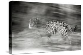 Mexico, Panthera Onca, Jaguar Running Through Forest-David Slater-Stretched Canvas