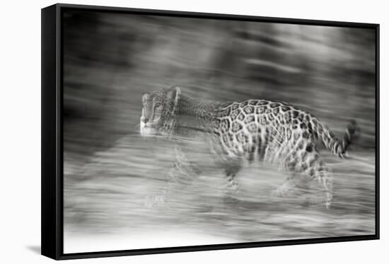 Mexico, Panthera Onca, Jaguar Running Through Forest-David Slater-Framed Stretched Canvas