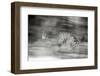 Mexico, Panthera Onca, Jaguar Running Through Forest-David Slater-Framed Photographic Print