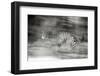 Mexico, Panthera Onca, Jaguar Running Through Forest-David Slater-Framed Photographic Print