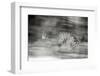 Mexico, Panthera Onca, Jaguar Running Through Forest-David Slater-Framed Photographic Print