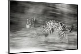Mexico, Panthera Onca, Jaguar Running Through Forest-David Slater-Mounted Photographic Print