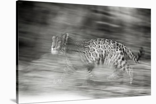 Mexico, Panthera Onca, Jaguar Running Through Forest-David Slater-Stretched Canvas