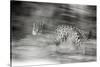 Mexico, Panthera Onca, Jaguar Running Through Forest-David Slater-Stretched Canvas