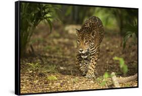 Mexico, Panthera Onca, Jaguar Walking in Forest-David Slater-Framed Stretched Canvas