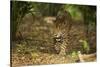 Mexico, Panthera Onca, Jaguar Walking in Forest-David Slater-Stretched Canvas