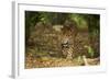 Mexico, Panthera Onca, Jaguar Walking in Forest-David Slater-Framed Photographic Print