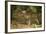 Mexico, Panthera Onca, Jaguar Walking in Forest-David Slater-Framed Photographic Print