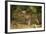 Mexico, Panthera Onca, Jaguar Walking in Forest-David Slater-Framed Photographic Print