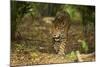 Mexico, Panthera Onca, Jaguar Walking in Forest-David Slater-Mounted Photographic Print