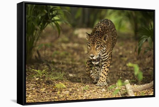 Mexico, Panthera Onca, Jaguar Walking in Forest-David Slater-Framed Stretched Canvas