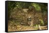 Mexico, Panthera Onca, Jaguar Walking in Forest-David Slater-Framed Stretched Canvas