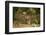 Mexico, Panthera Onca, Jaguar Walking in Forest-David Slater-Framed Premium Photographic Print