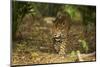 Mexico, Panthera Onca, Jaguar Walking in Forest-David Slater-Mounted Premium Photographic Print