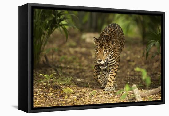 Mexico, Panthera Onca, Jaguar Walking in Forest-David Slater-Framed Stretched Canvas