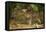 Mexico, Panthera Onca, Jaguar Walking in Forest-David Slater-Framed Stretched Canvas