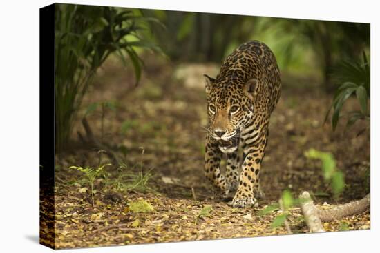 Mexico, Panthera Onca, Jaguar Walking in Forest-David Slater-Stretched Canvas