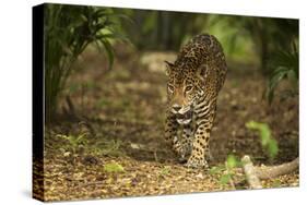 Mexico, Panthera Onca, Jaguar Walking in Forest-David Slater-Stretched Canvas