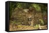 Mexico, Panthera Onca, Jaguar Walking in Forest-David Slater-Framed Stretched Canvas