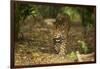 Mexico, Panthera Onca, Jaguar Walking in Forest-David Slater-Framed Photographic Print