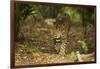 Mexico, Panthera Onca, Jaguar Walking in Forest-David Slater-Framed Photographic Print