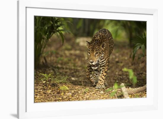 Mexico, Panthera Onca, Jaguar Walking in Forest-David Slater-Framed Photographic Print