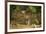 Mexico, Panthera Onca, Jaguar Walking in Forest-David Slater-Framed Photographic Print