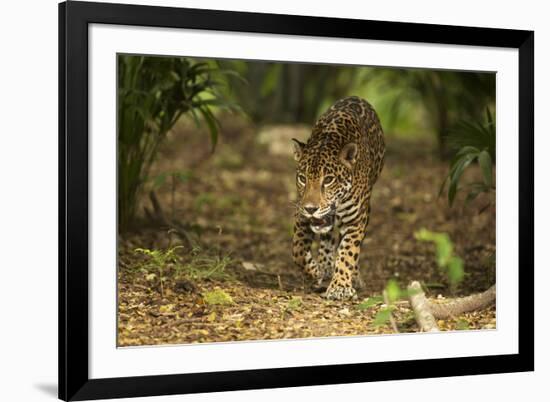 Mexico, Panthera Onca, Jaguar Walking in Forest-David Slater-Framed Photographic Print