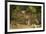 Mexico, Panthera Onca, Jaguar Walking in Forest-David Slater-Framed Photographic Print