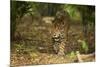 Mexico, Panthera Onca, Jaguar Walking in Forest-David Slater-Mounted Photographic Print