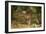 Mexico, Panthera Onca, Jaguar Walking in Forest-David Slater-Framed Photographic Print