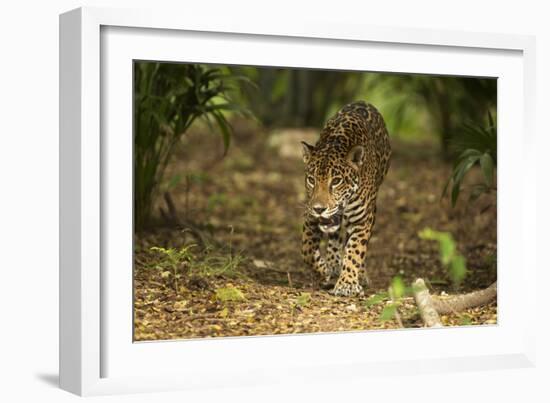 Mexico, Panthera Onca, Jaguar Walking in Forest-David Slater-Framed Photographic Print