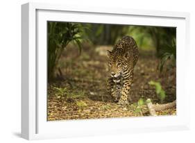 Mexico, Panthera Onca, Jaguar Walking in Forest-David Slater-Framed Photographic Print