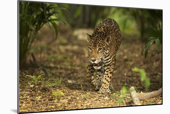 Mexico, Panthera Onca, Jaguar Walking in Forest-David Slater-Mounted Photographic Print