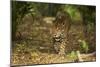 Mexico, Panthera Onca, Jaguar Walking in Forest-David Slater-Mounted Photographic Print
